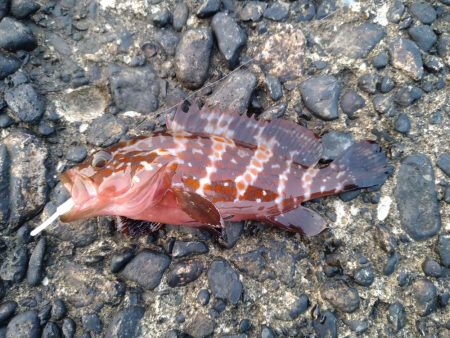 ノープラン釣行